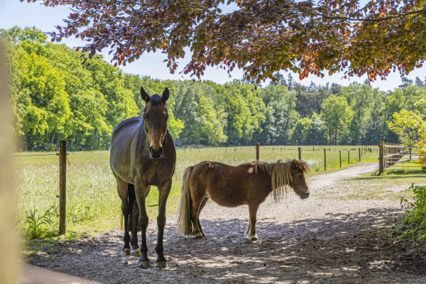 photo 44 Kleine Linderesweg 50