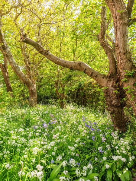 photo 54 Elzenlaan 30