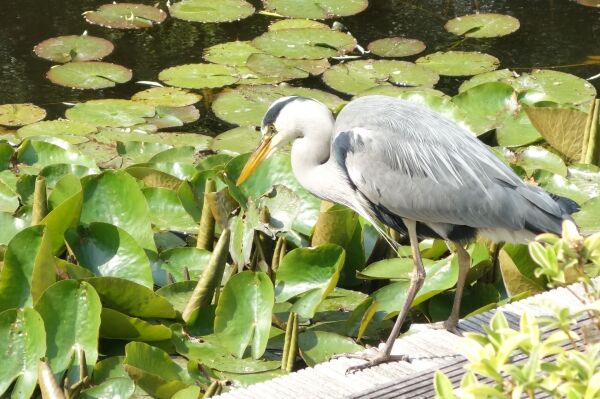 photo 41 Van de Veldelaan 958